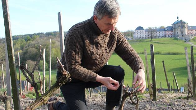NEVYZPYTATELNÝ VINOHRAD. Zatímco vloni vinohrad Stanislava Rudolfského v Kuksu neodolal jarním mrazíkům, letos dost možná nabídne rekordní úrodu.