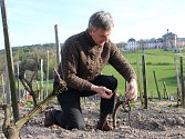 NEVYZPYTATELNÝ VINOHRAD. Zatímco vloni vinohrad Stanislava Rudolfského v Kuksu neodolal jarním mrazíkům, letos dost možná nabídne rekordní úrodu.