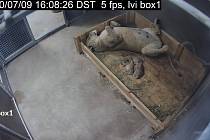 Lví smečka v Safari Parku Dvůr Králové se rozrostla o tři mláďata. Zůstávají s matkou Khalilou v porodním boxu v chovatelském zázemí.