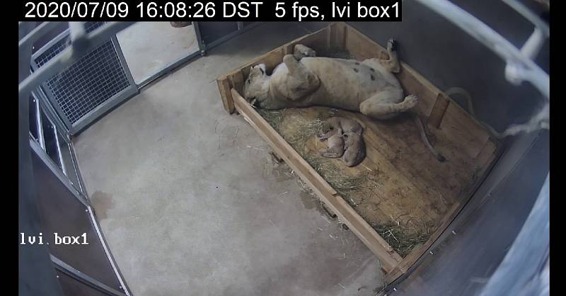 Lví smečka v Safari Parku Dvůr Králové se rozrostla o tři mláďata. Zůstávají s matkou Khalilou v porodním boxu v chovatelském zázemí.