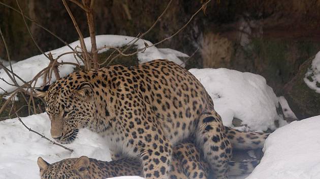 Pearl a Deina v královédvorské zoo při milostných hrátkách