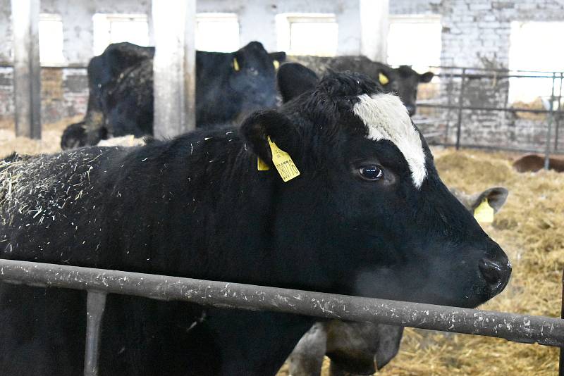 Rodinná farma Basařovi v Prosečném chová přes 200 kusů hovězího dobytka, převážně plemene Aberdeen Angus.