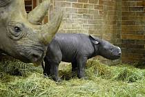Mládě nosorožce černého s matkou ve dvorském Safari Parku.