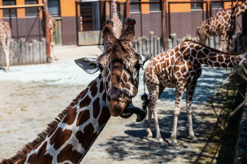 V Safari Parku Dvůr Králové žije dva tisíce zvířat.