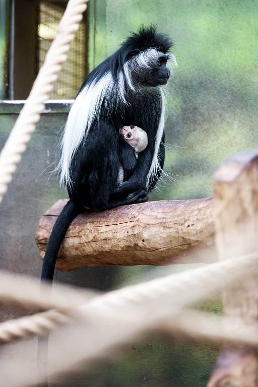 Gueréza angolská s mládětem v královédvorské zoologické zahradě.