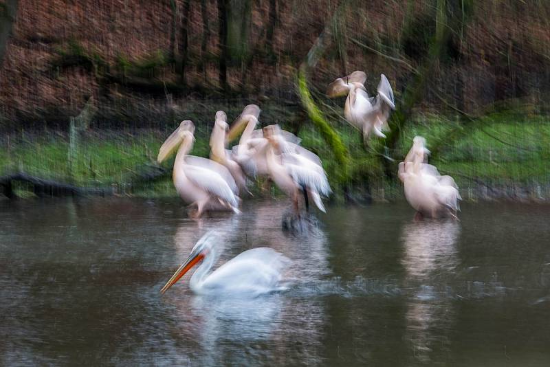 Odchyt pelikánů v ZOO Dvůr Králové