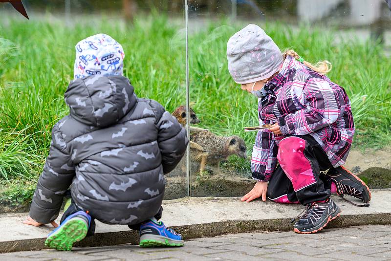 Do Safari Parku Dvůr Králové přišly první den po otevření zoologických zahrad čtyři stovky návštěvníků.