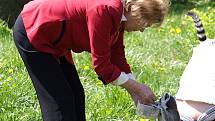 Křest lemurů v královédvorské zoo - krmení na ostrově lemurů