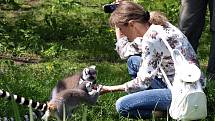Křest lemurů v královédvorské zoo - krmení na ostrově lemurů