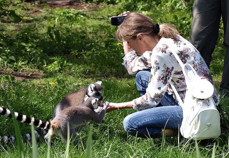 Křest lemurů v královédvorské zoo - krmení na ostrově lemurů