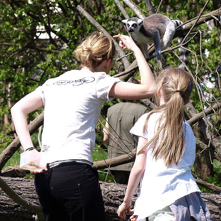 Křest lemurů v královédvorské zoo - krmení na ostrově lemurů