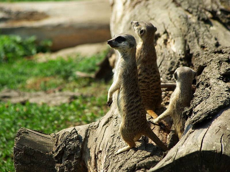 Zoologickou zahradu ve Dvoře Králové navštívil Klub vozíčkářů Trutnov už potřetí. 