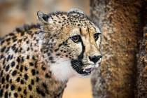 Dvě nové gepardice se představí na Velikonoce a obohatí dvorský chov nejrychlejších šelem. Ten patří k nejúspěšnějším na světě