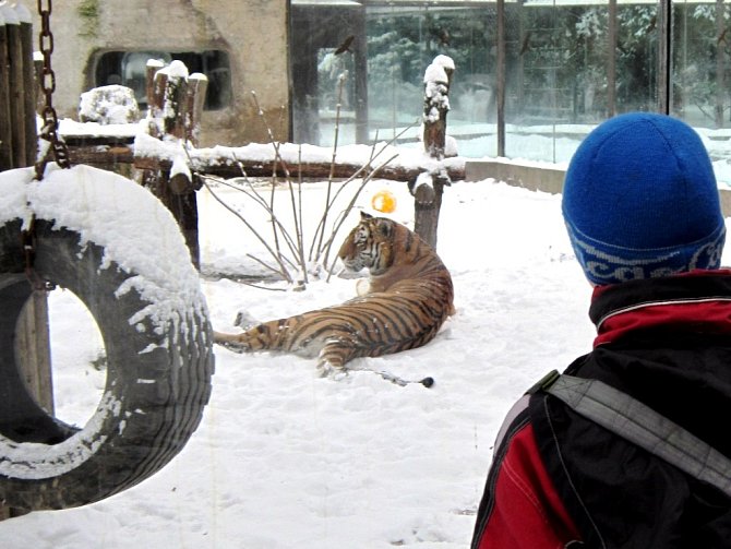 Tygři si ve dvorské zoo užívají na sněhu