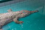 Safari Park Dvůr Králové má nového vzácného krokodýla.