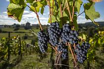 Na vinohradu v Kuksu na Trutnovsku začala 24. září 2021 sklizeň hroznů.