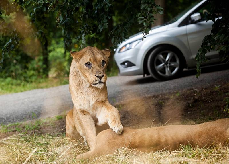 Zoo ve Dvoře Králové - safari.