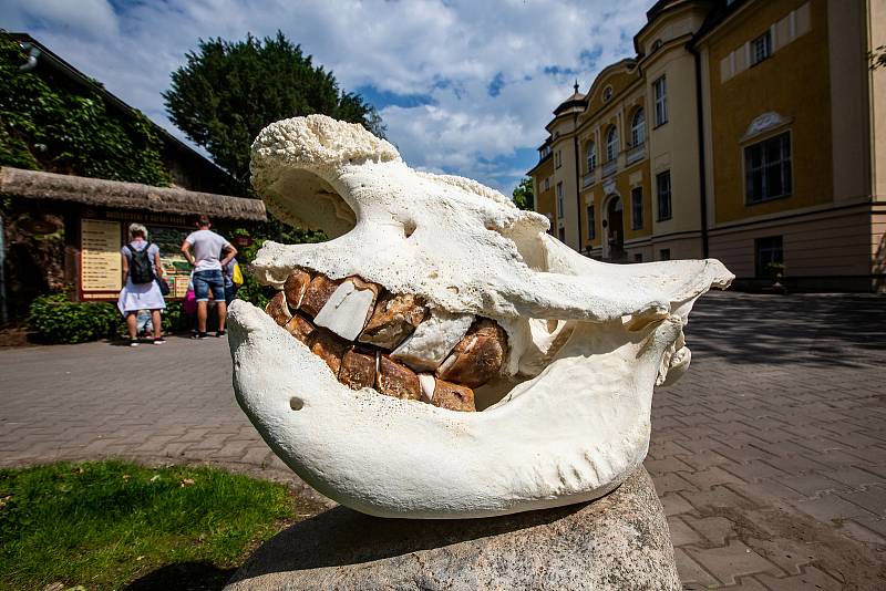 Vzpomínka na Sudána. Safari Park Dvůr Králové bude pracovat s ostatky posledního samce nosorožce bílého severního na světě.