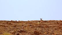 Plachá gazela (Gazella gazella) je vysoká 1,2 metru a váží kolem 20 kilogramů.