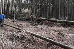 V dvorských lesích jsou škody za 300 tisíc korun.