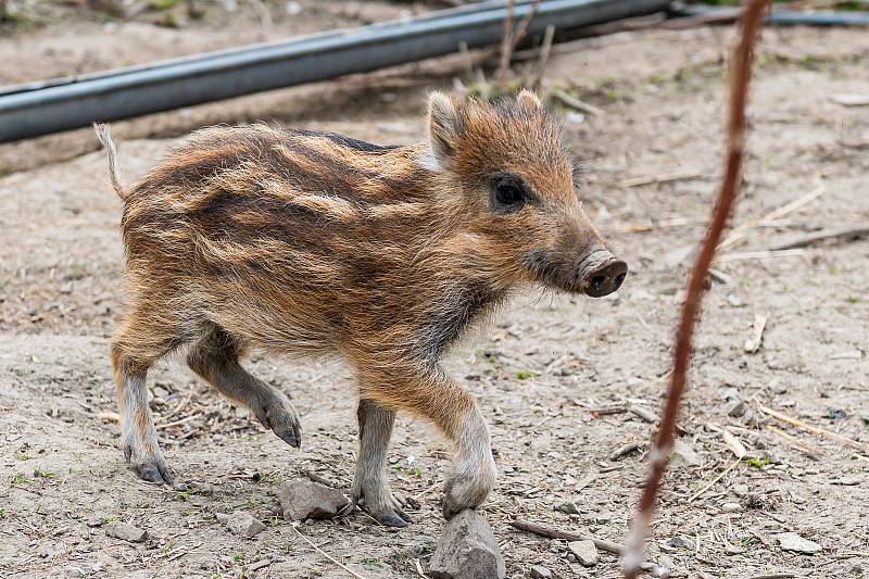 Ekocentrum Dotkni se křídel navštívily rodiny s dětmi při 1. narozeninách kolouška Bambiho.