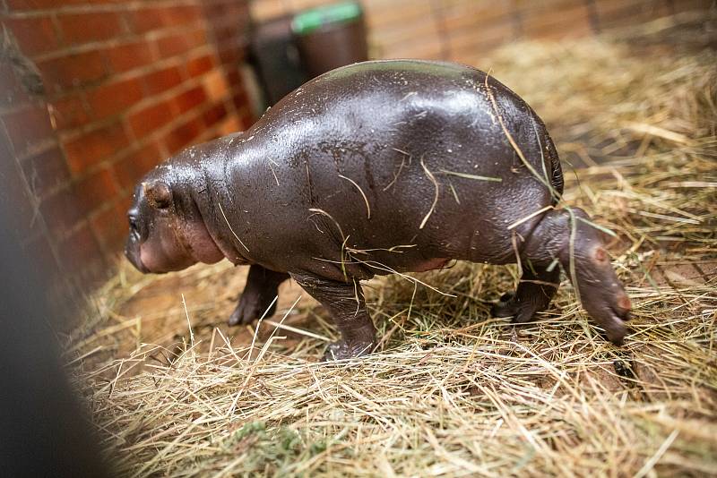 V zázemí zavřeného Safari Parku Dvůr Králové přišlo na svět mládě ohroženého hrošíka liberijského. Jde o samce, o kterého matka bez problémů pečuje. Návštěvníkům se ukáže na jaře.