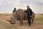 Nájin se narodila v Safari Parku Dvůr Králové v roce 1989 a v roce 2009 byla spolu s dalšími třemi severními bílými nosorožci přemístěna do rezervace Ol Pejeta v Keni.