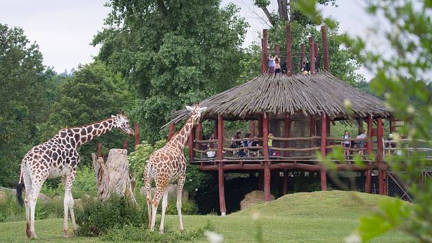 V Safari Parku Dvůr Králové je nově otevřená lanová vyhlídka uprostřed panoramatické lávky mezi výběhy, ze které můžou návštěvníci pozorovat z trochu jiné perspektivy žirafy, zebry, antilopy nebo nosorožce.