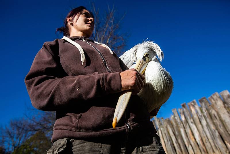 Ve dvorské zoo odychtli 25 pelikánů žijících na jezírku v safari.