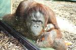 Jaro v královédvorské zoo - orangutani