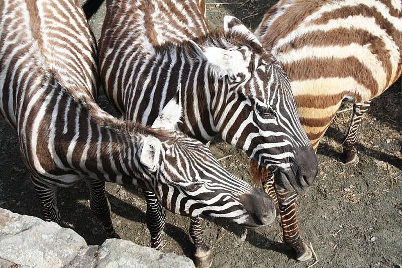 Jaro v královédvorské zoo - zebry