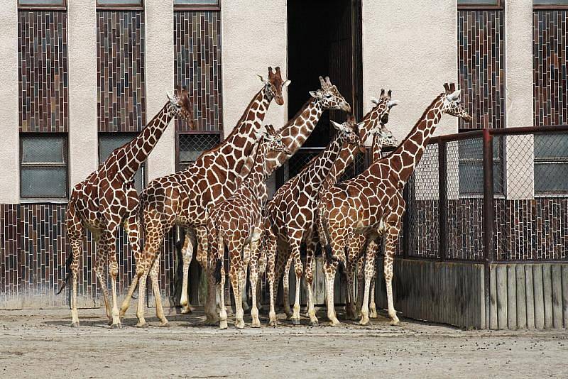 Jaro v královédvorské zoo - žirafy