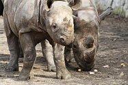 Jaro v královédvorské zoo - nosorožci černí