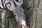 Jaro v královédvorské zoo - zebra