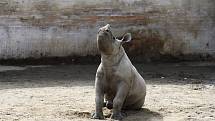 Jaro v královédvorské zoo - nosorožec černý