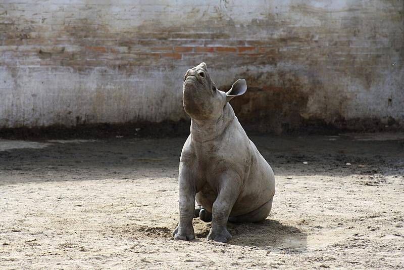 Jaro v královédvorské zoo - nosorožec černý