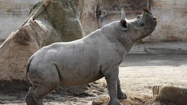 Jaro v královédvorské zoo - nosorožec černý