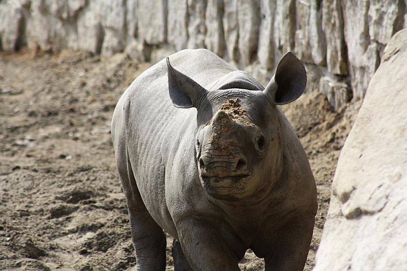 Jaro v královédvorské zoo - nosorožec černý