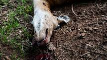 V Bernarticích vnikla smečka vlků do obory s daňky a deset jich zabila.