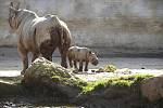 Křest samičky černého nosorožce Just Era v královédvorské zoologické zahradě