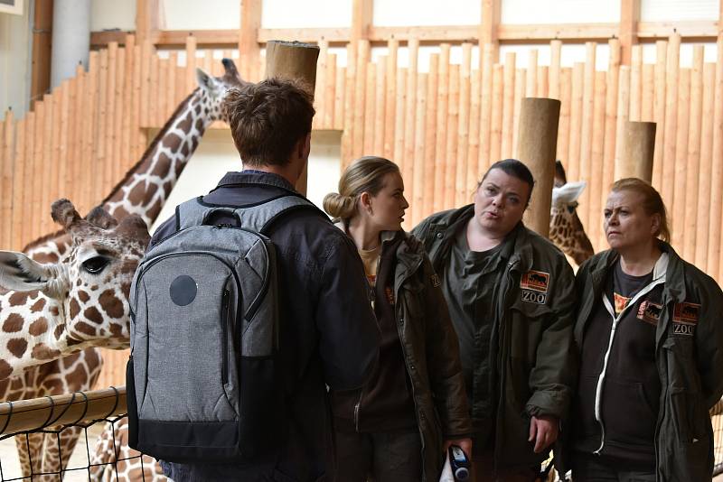 Natáčení televizního seriálu ZOO v pavilonu žiraf v Safari Parku Dvůr Králové.