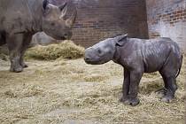 V Safari Parku Dvůr Králové se narodil nosorožec dvourohý. Dostal jméno Kyjev.