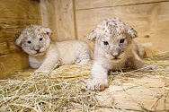 V Safari Parku Dvůr Králové se narodili lvi