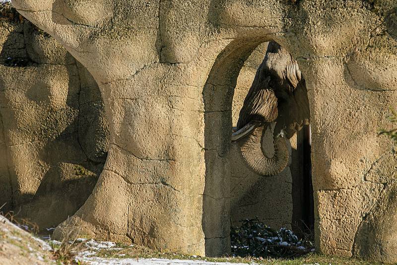 Trojice slonů afrických Safari Parku Dvůr Králové si pochutnala v úterý na vánočních stromcích.