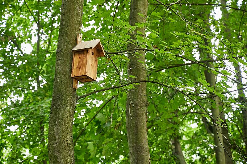 Trutnov ve čtvrtek otevřel po úpravách lesopark v Šestidomí.