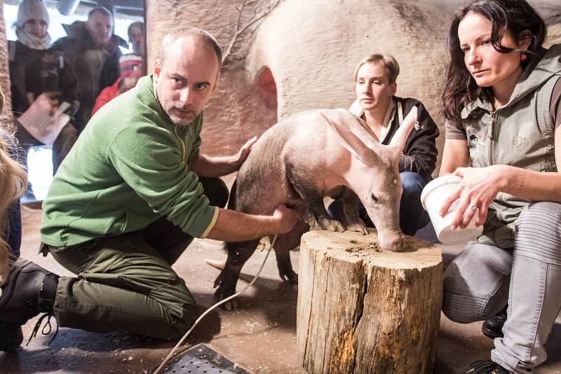 Skyla je v naději. A s ní i královédvorská ZOO