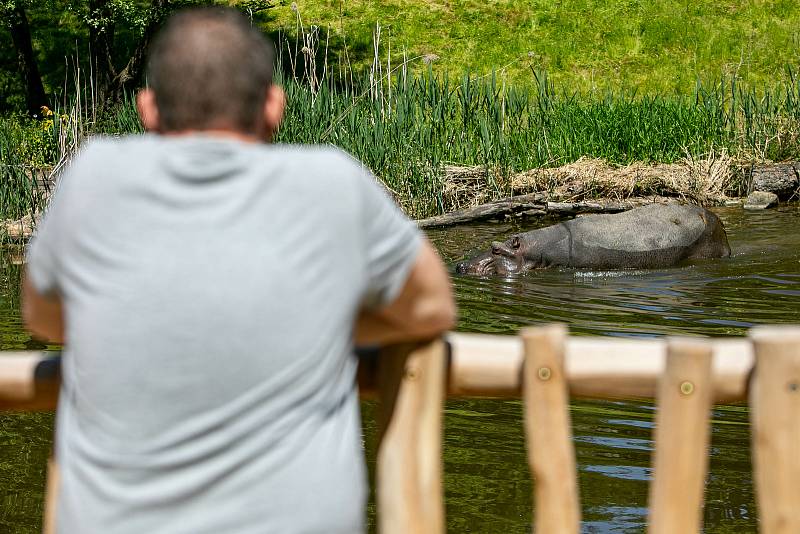 Safari Park Dvůr Králové otevřel novou cestu podél Jezera hrochů, nahradila 50 let starý most.