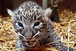V Safari Parku Dvůr Králové se narodila mláďata levharta perského