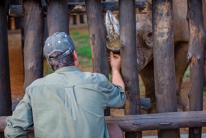 Nosorožci z dvorské zoo už jsou v národním parku Akagera.