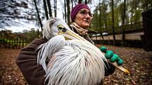 Odchyt pelikánů v safari v zoo Dvůr Králové nad Labem.